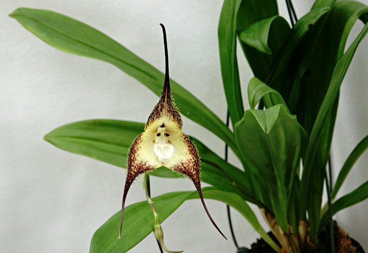 opičia orchidea