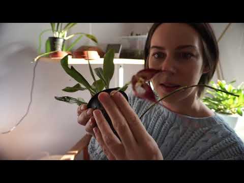 Pestovanie orchidey dracula doma