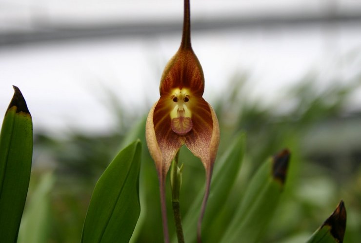 Drákulova orchidea