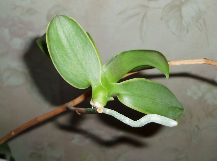 Reprodukčné metódy orchidey phalaenopsis