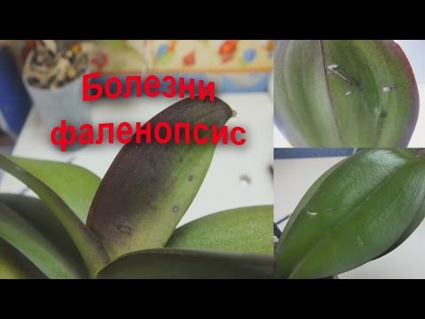 Otázky ohľadom chorôb orchideí Phalaenopsis
