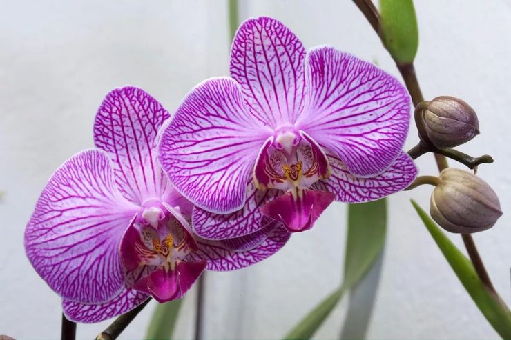 Beskrivelse af phalaenopsis orkideen