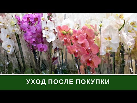 Orchid Care After Purchase �� Phalaenopsis Orchid