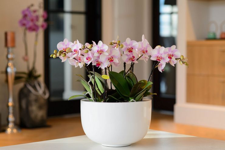 Starostlivosť o orchideu phalaenopsis doma