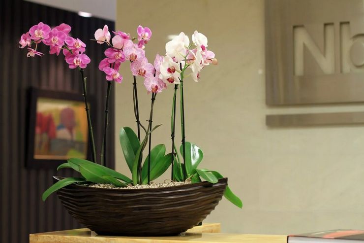 Phalaenopsis orkidé