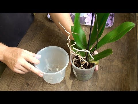 Orkidéoversættelse meget let // detaljeret video af phalaenopsis -transplantation