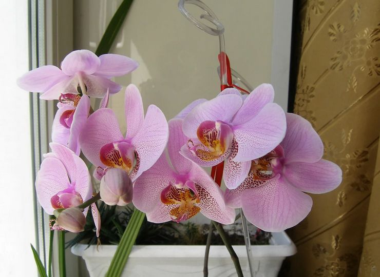 Obdobie kvitnutia Phalaenopsis