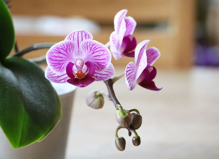 Ορχιδέα Phalaenopsis