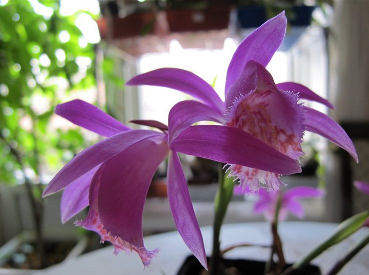 Domáca starostlivosť o orchideu playone