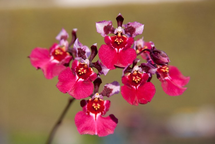 Popis orchideí tolumnea