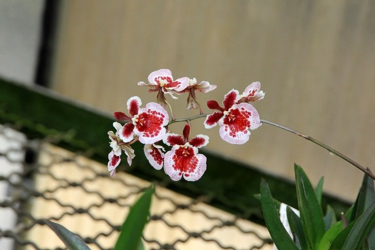 Tolumnia orchidea
