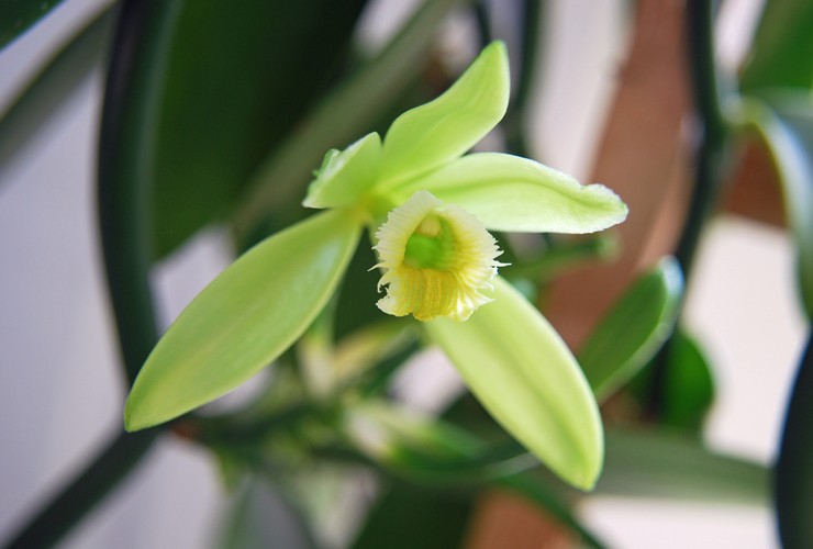 Vanilja -orkidean hoito kotona