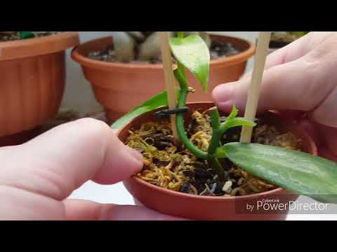 Orkidea -vanilja (Vanilla planifolia) sisätiloissa