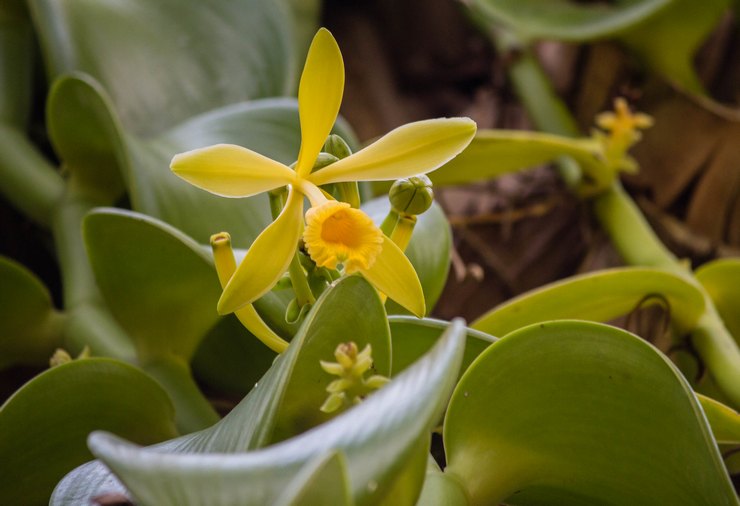 Vanilková orchidea (vanilková orchidea)