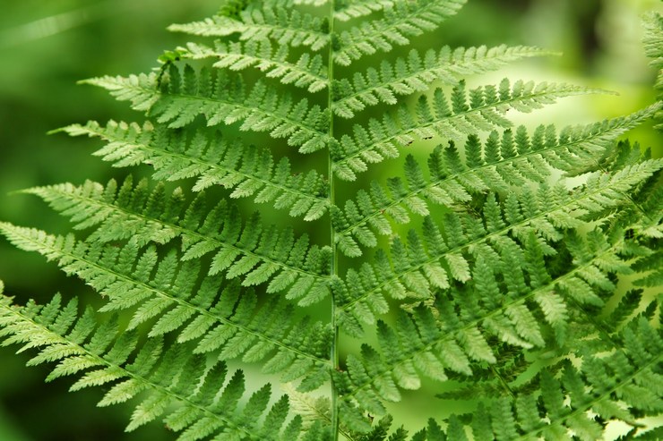 Περιγραφή του φυτού bracken