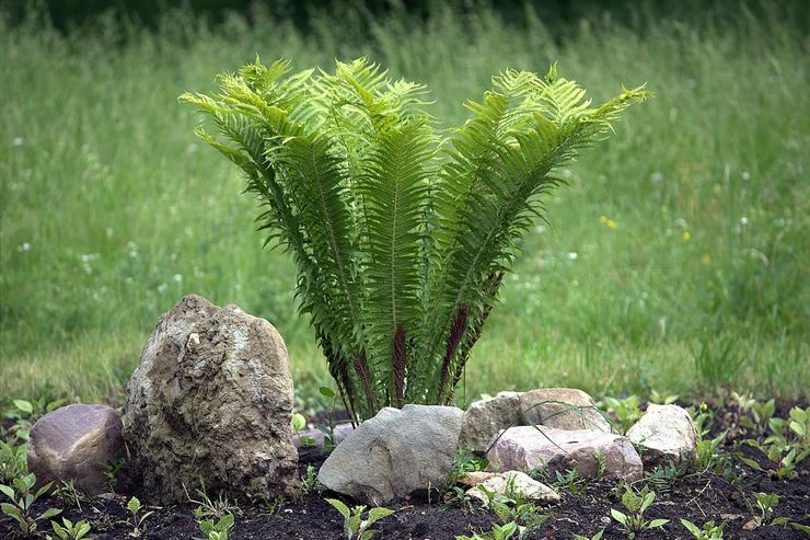 Brackenin kasvattaminen