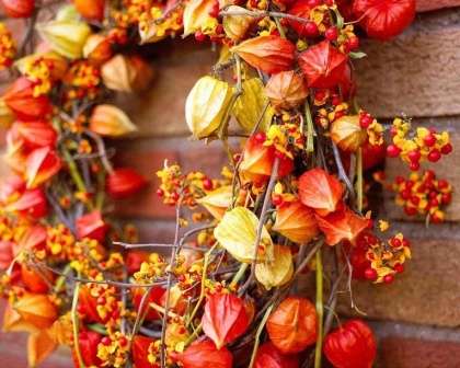For eksempel kan du hænge en krans af disse smukke blomster i kombination med trækviste eller bær på hoveddøren.