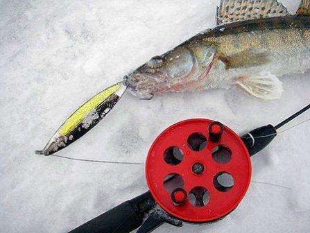 Kuinka valita tarttuva viehe kuhan kalastukseen talvella?