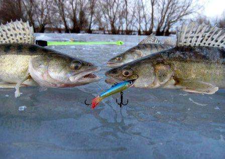 Τρόποι για να πιάσετε walleye το χειμώνα, να αντιμετωπίσετε, να δολώσετε