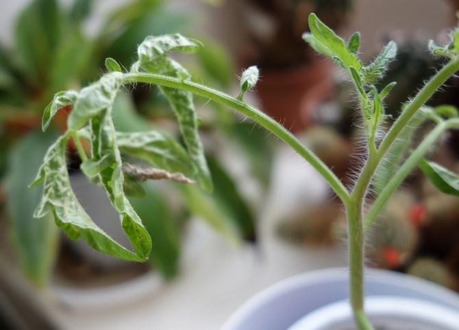 Hlavné problémy so sadenicami paradajok a ich riešenie