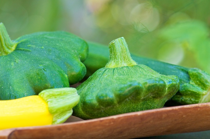 Squash - dyrkning og pleje. Plantning af squash i åbent terræn og kopper