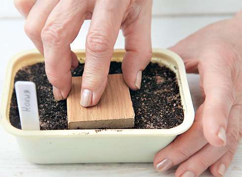 hvordan man dyrker kochia -frøplanter fra frø