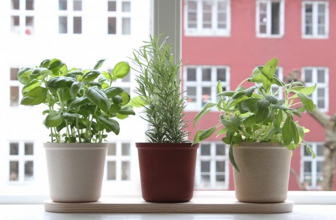 Grøntsager på vindueskarmen. Grundlæggende regler for dyrkning og pleje