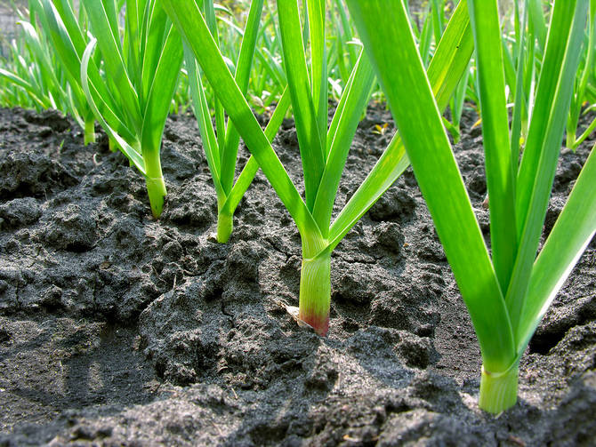 Dyrkning og omsorg for hvidløg. Sådan plantes og dyrkes hvidløg udendørs