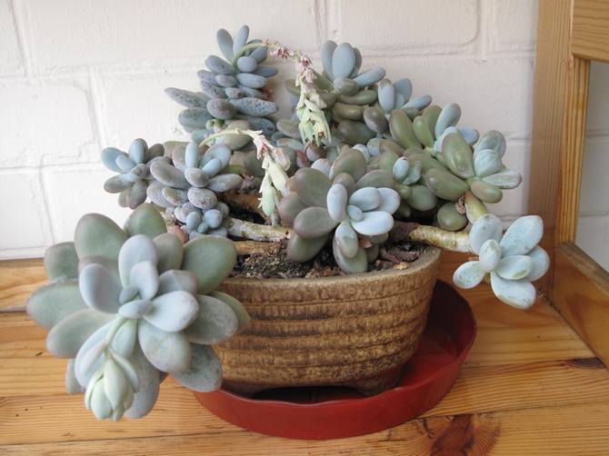 Pachyphytum pleje derhjemme