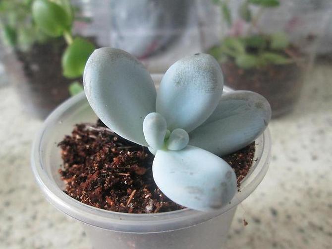 Reproduktion af pachyphytum