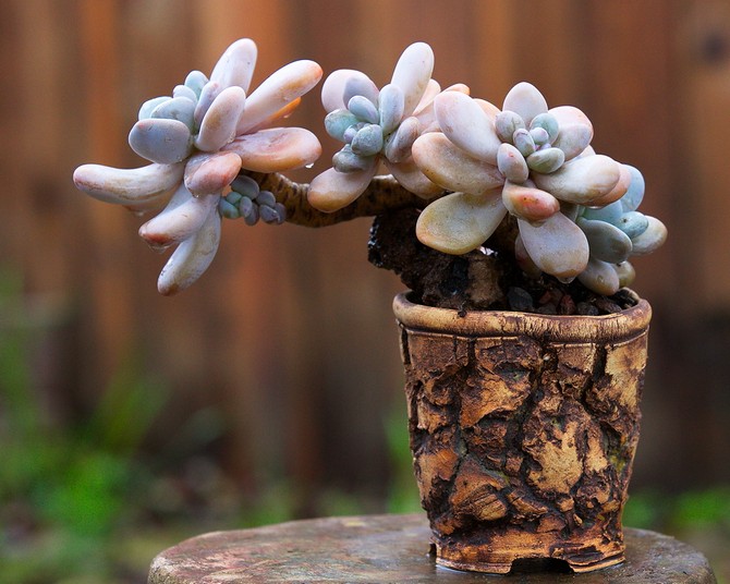 الأنواع الشعبية من pachyphytum