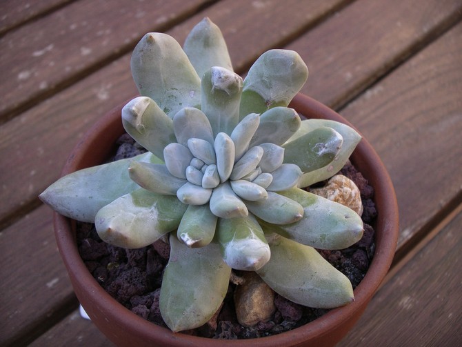 Pachyphytum - hjemmepleje. Pachyphytum dyrkning, transplantation og reproduktion. Beskrivelse, typer. Foto