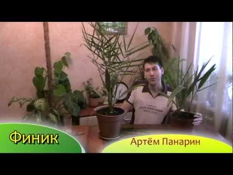 Ημερομηνία - καλλιέργεια χουρμαδιάς - Artyom Panarin # date # palm house