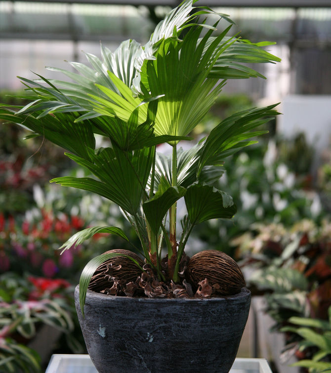 Livistona je tiež vlhkomilná rastlina, ktorá potrebuje každodenný postrek.