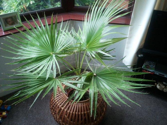 Palm washingtonia - domáca starostlivosť. Fotografie a popisy palmy, jej druhy. Domáca washingtonia - pestovanie zo semien