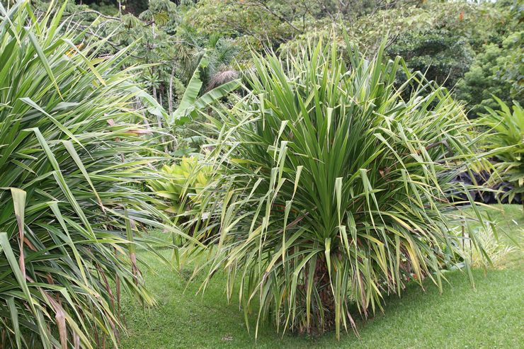 Pandanus Veitch