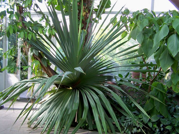 Pandanus nyttig