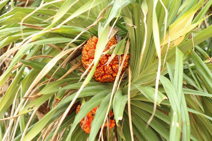 Pandanus gemmer sig bagved