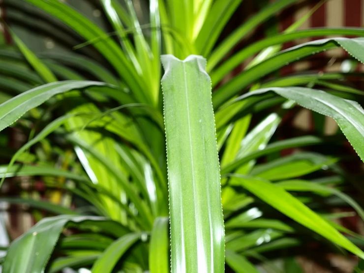 Beskrivelse af pandanus