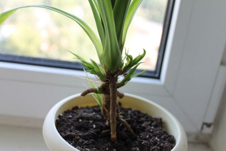 Luftrødder af pandanus