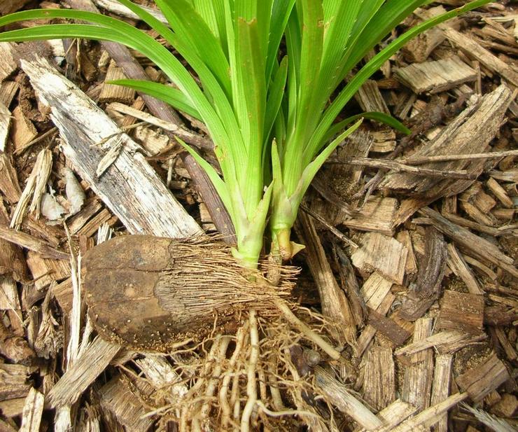 Pandanus -transplantation