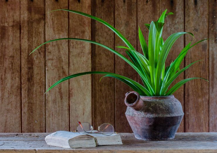 Pandanus plante