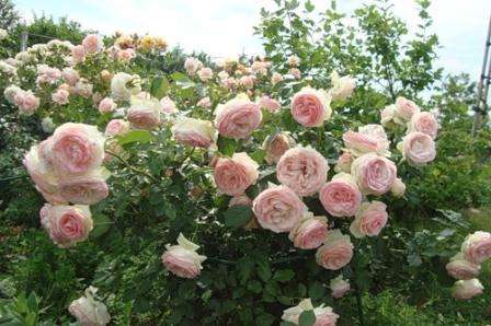 Είναι τριαντάφυλλα πάρκου που χρησιμοποιούνται κατά τη διακόσμηση του σχεδιασμού τοπίου σε περιοχές με μεγάλη έκταση.