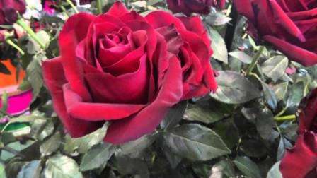 Το μόνο μειονέκτημα αυτών των τριαντάφυλλων είναι η εφάπαξ, αν και μάλλον μεγάλη ανθοφορία ετησίως. Αλλά πρόσφατα, άρχισαν να εμφανίζονται ποικιλίες με διπλή ανθοφορία. Αυτά τα τριαντάφυλλα ονομάζονται remontant τριαντάφυλλα.