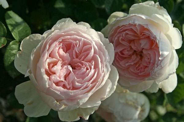 Το αγγλικό τριαντάφυλλο πάρκου μπορεί να στριφτεί και να ψεκαστεί. Τα μπουμπούκια είναι ασυνήθιστης ομορφιάς με διπλά πέταλα και γλυκό άρωμα. Το αγγλικό τριαντάφυλλο μπορεί να διακοσμήσει απολύτως οποιαδήποτε περιοχή.