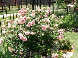 Yksi tämän ruusun suosituimmista lajikkeista on