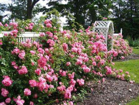 تستخدم الورود على نطاق واسع في البستنة العمودية لقطعة أرض الحديقة وإنشاء سياج حي. تبدو رائعة في كل من مجموعات الزهور وكنبات واحد. يعتقد أن الوردة موهوبة