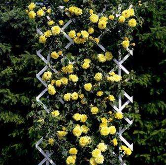 إذا تم استخدام أشكال شجيرة لجهاز تحوط من الورود الحية في تصميم المناظر الطبيعية ، فإن الورود المتسلقة أو الأصناف التي تشبه ليانا تستخدم للبستنة العمودية. وهي من نوعين: مزهرة صغيرة وكبيرة المزهرة