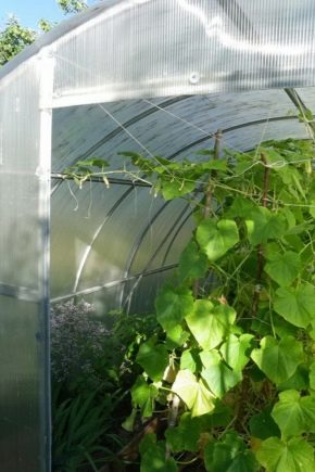 Оранжерия за краставици: видове и тънкости на производство