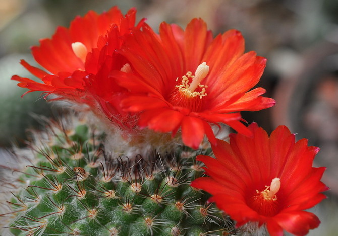 Paródia na kaktusy - domáca starostlivosť. Kultivácia, transplantácia a reprodukcia paródie. Popis, druhy. Foto